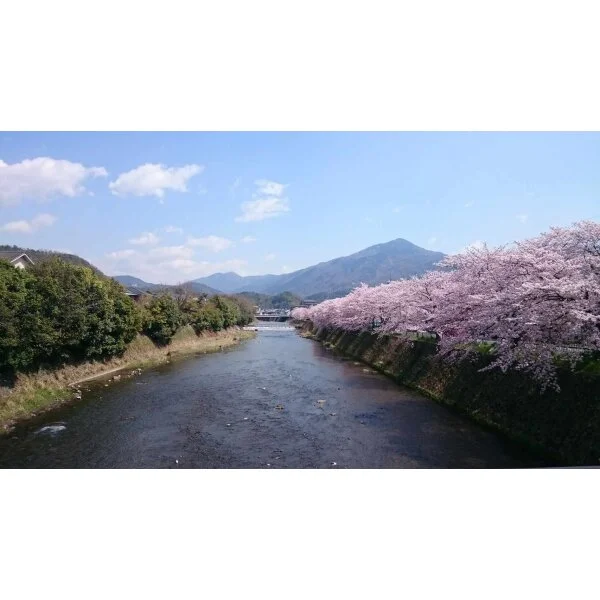 京都市左京区松ケ崎小竹薮町 その他画像