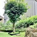 鎌倉市城廻 広々とした南庭はガーデニングなど多彩に活用できます