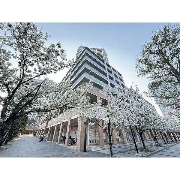 アーバンドックパークシティ豊洲コートＣ 敷地内は春に桜が咲き、心地よい空間です。