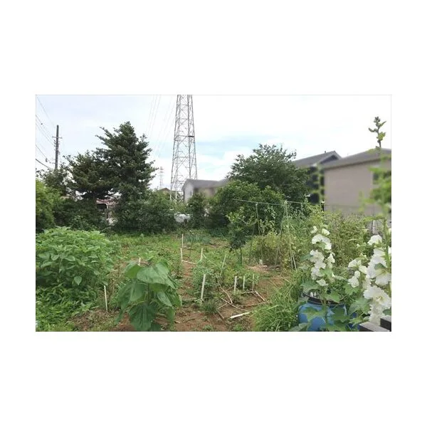 鎌ケ谷市鎌ケ谷９丁目 その他画像