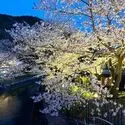 シャリエ京都山科 山科疎水／約30m