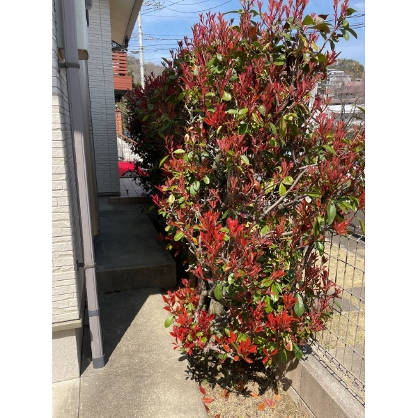 西宮市甑岩町 庭