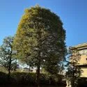 立川市西砂町５丁目 植栽