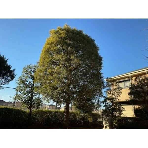立川市西砂町5丁目 植栽