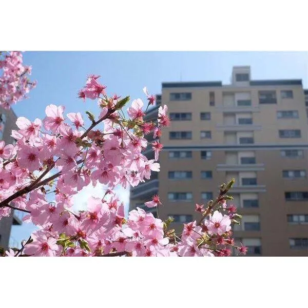 ローレルコート寺町御池 総戸数48戸のRC造マンション。春には桜を望み、季節の移ろいを身近に感じられる住環境です。