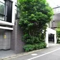 プレミアスイート外苑の杜 植栽