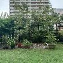 スターコート豊洲 都心では戸建住宅でも得難い、ゆとりあるお庭のある暮らし。