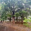 相模原市南区大野台３丁目 大野台2森林公園（公園）まで約240m（徒歩3分）